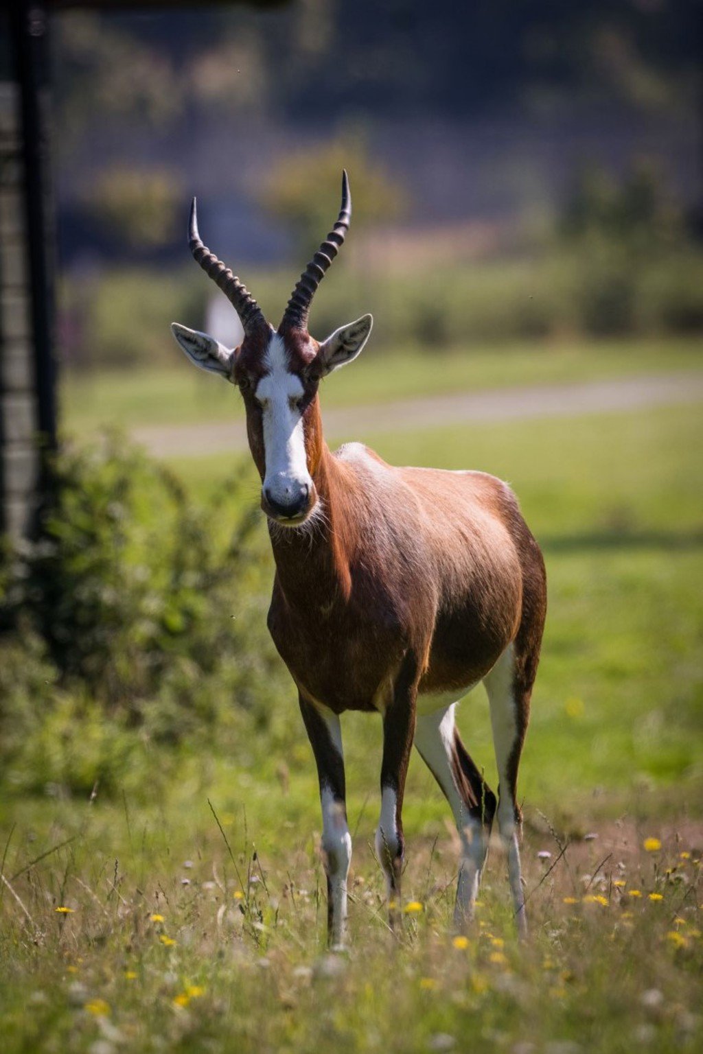 Blesbok Antelope stands in expansive grassy reserve 