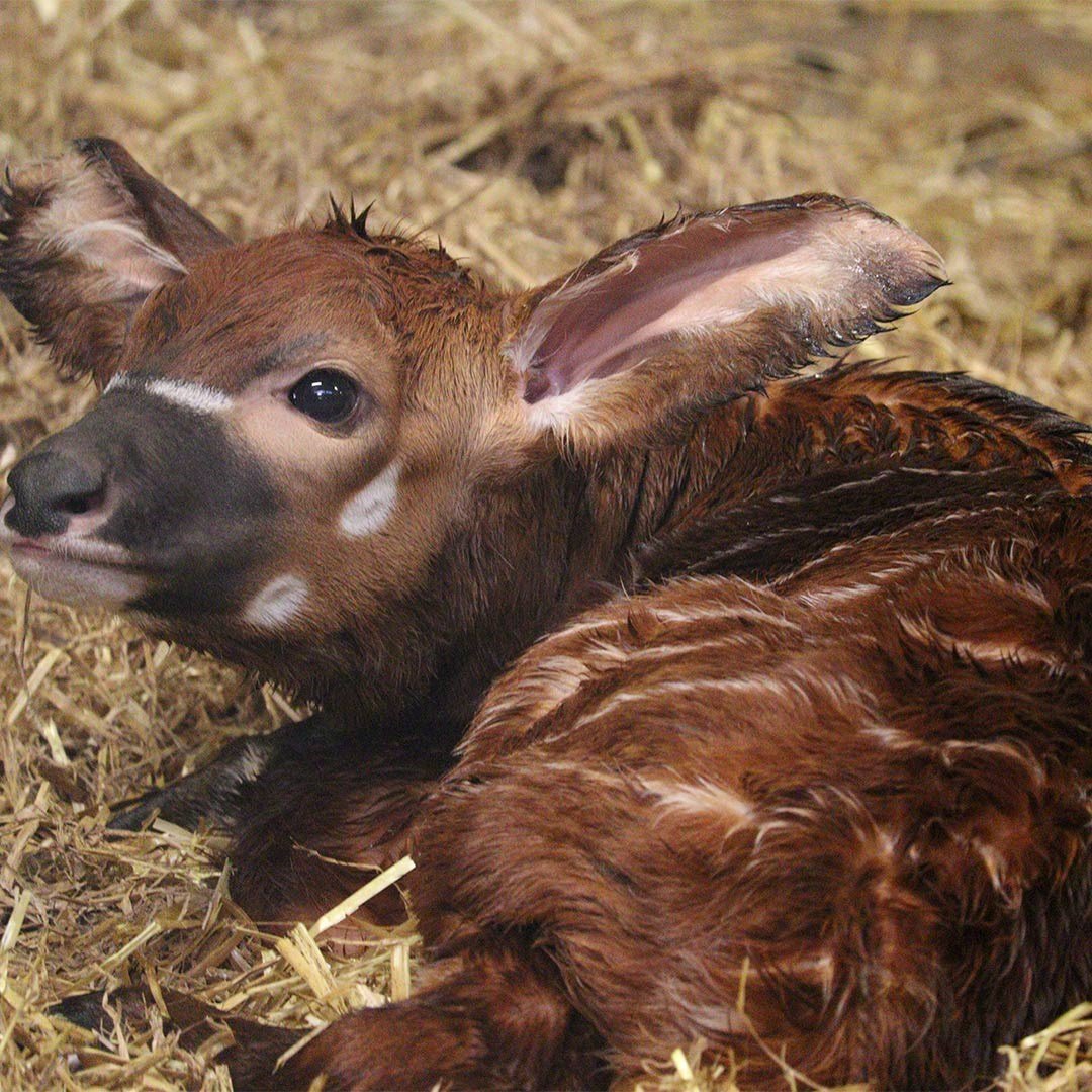 Image of baby bongo web 1080x1080