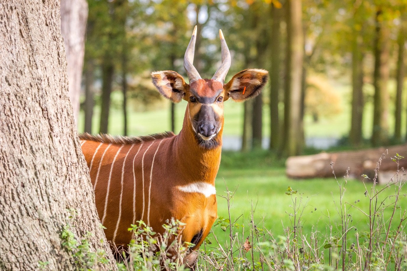 Our Wildlife Conservation Statement | Woburn Safari Park