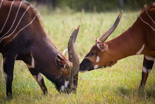 Two Eastern Mountain Bongo grazing at Woburn Safari Park