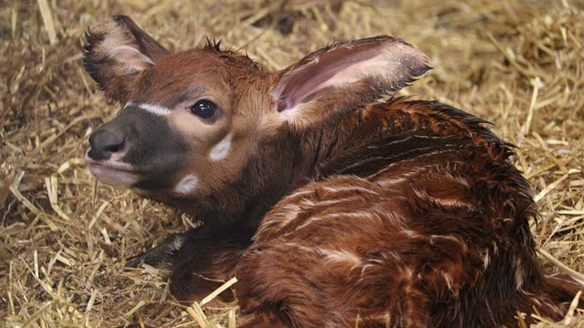 Image of bongo baby cropped for web desktop landscape 1920x1080