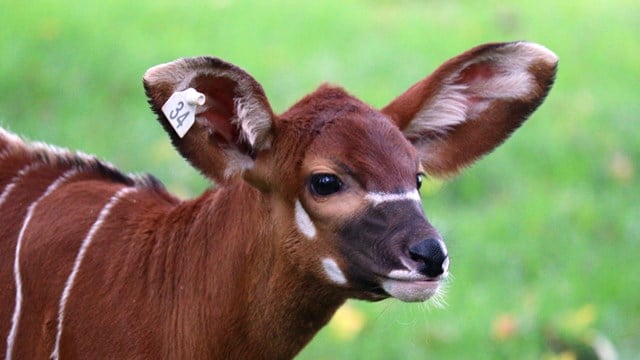 Bongo Calf born at Woburn Safari Park October 2024