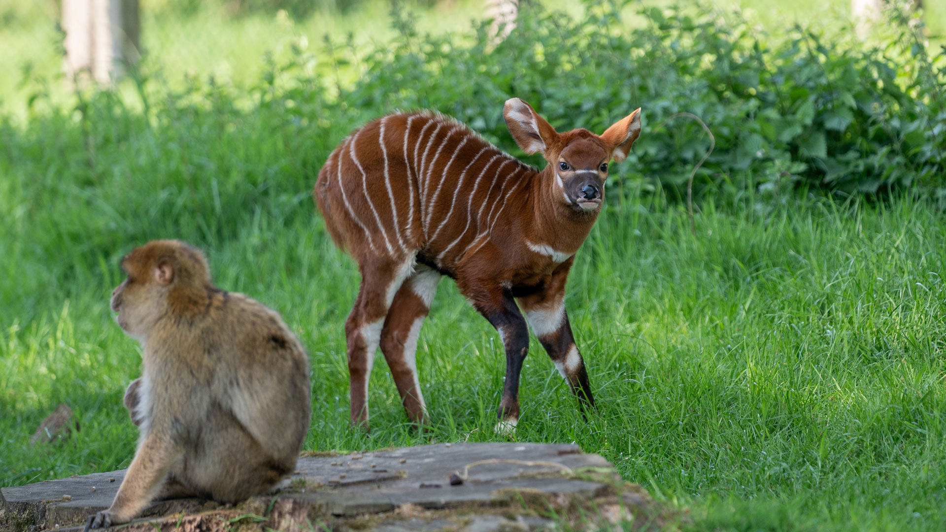 Bongo Calf standing alongside Barbary Macaque