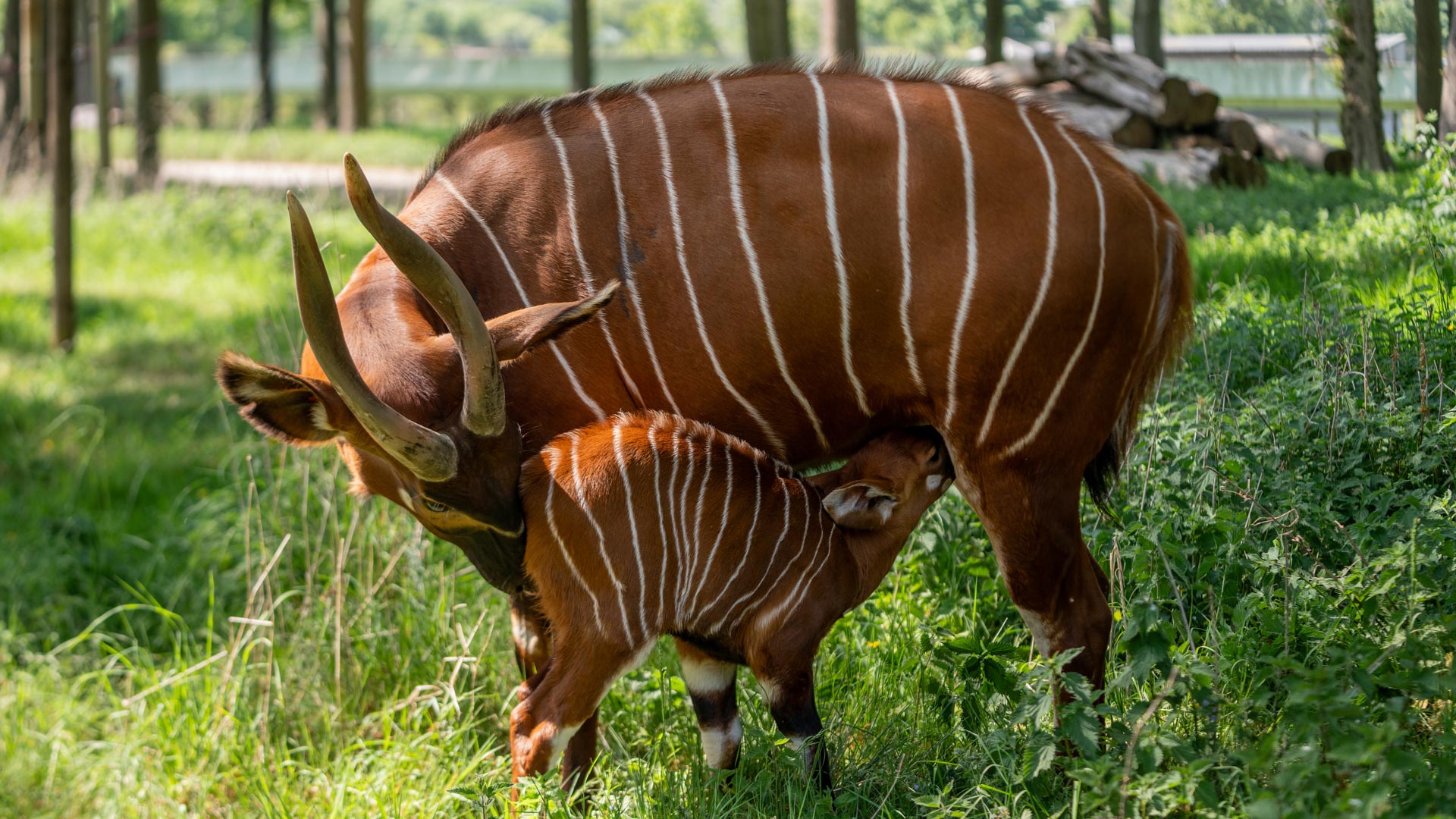 New baby bongo suckles from mother Odongo