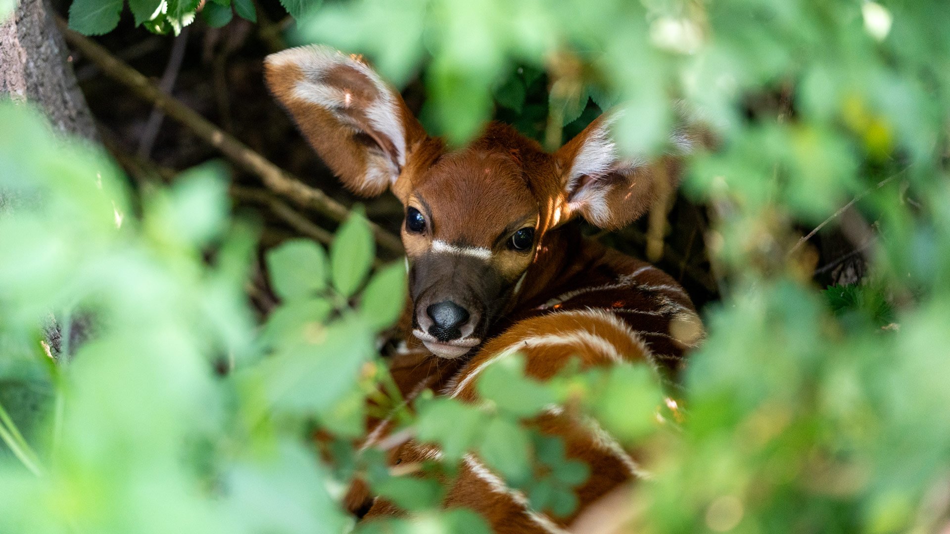 Close up of bongo calf tucked away in the undergrowth