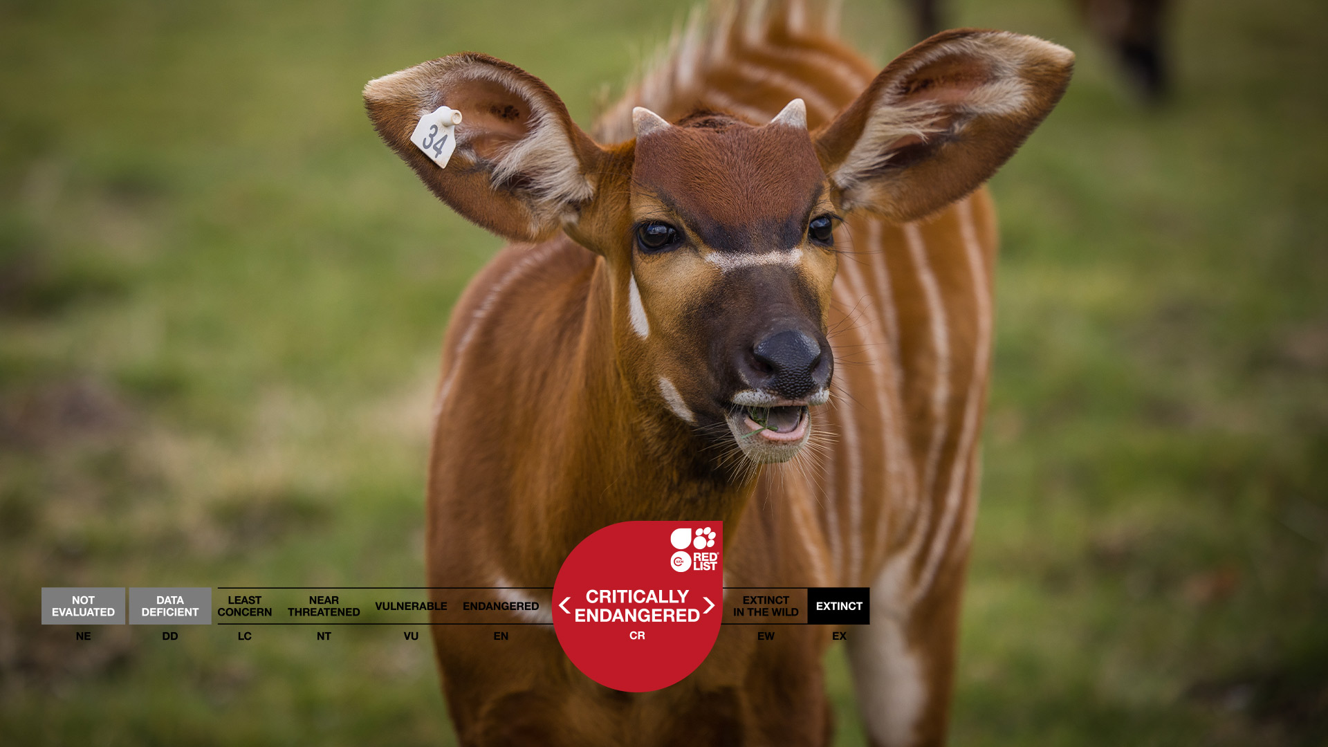 Djembe the Eastern Mountain Bongo labelled as critically endangered on ICUN Red List