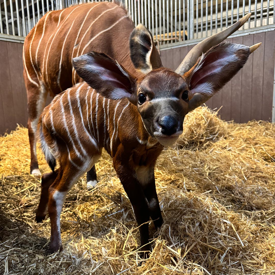 Female Eastern Mountain Bongo calf looking at the camera