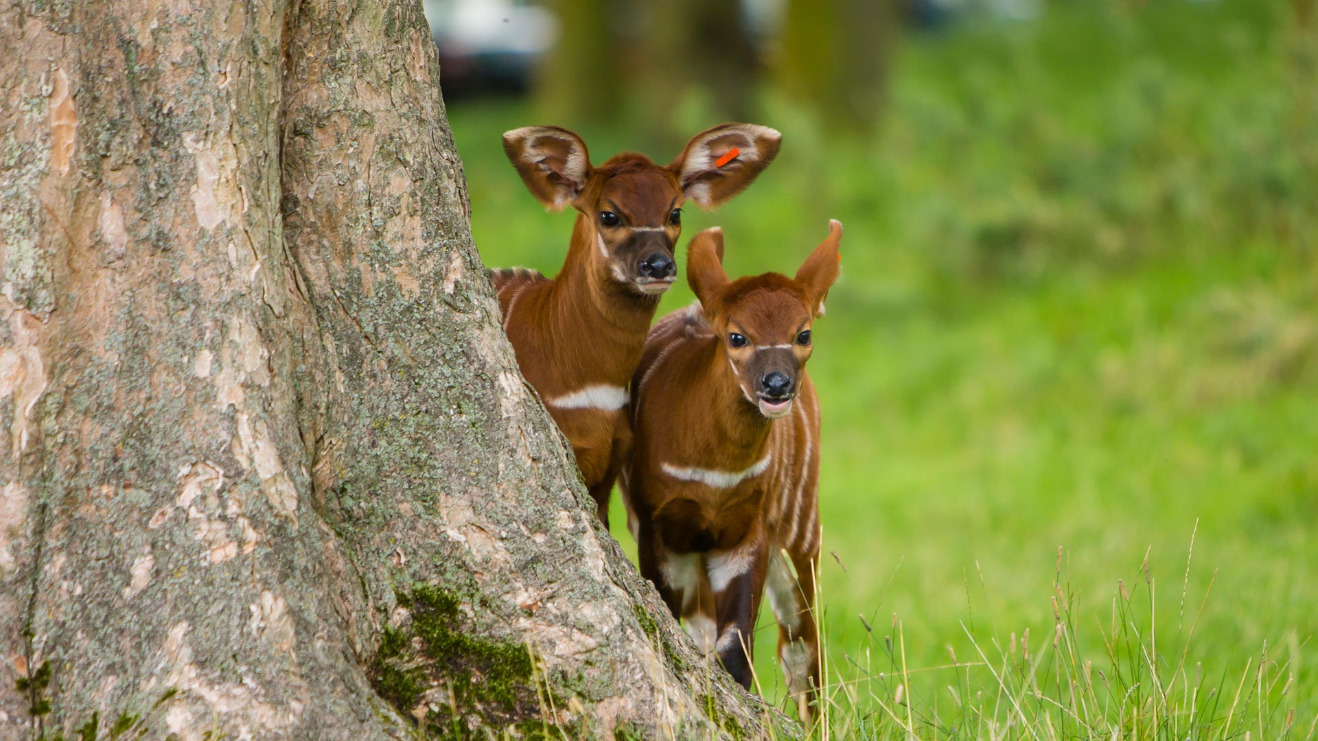 Othaya and Odongo twin sisters as calves in 2014