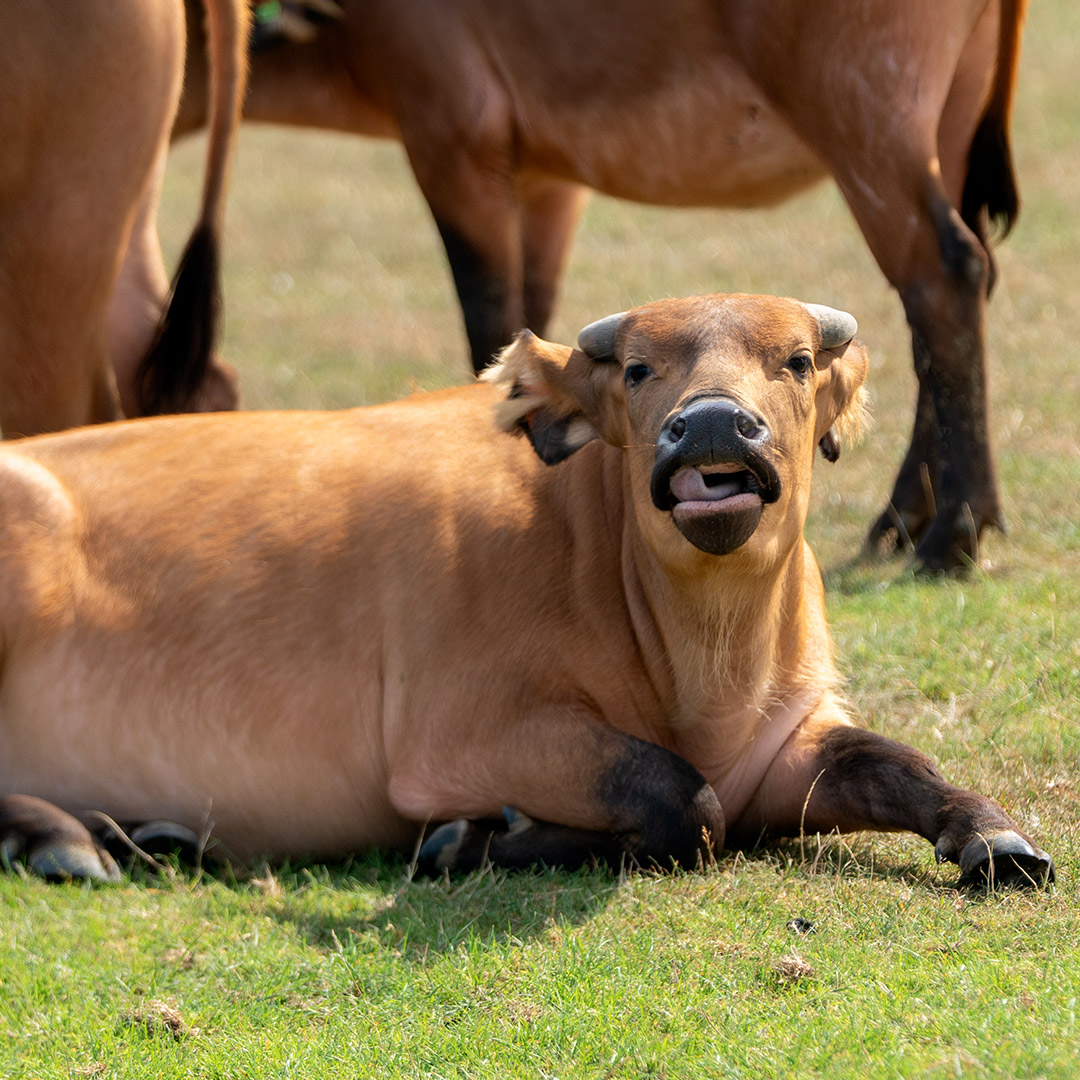 Daisy the new buffalo