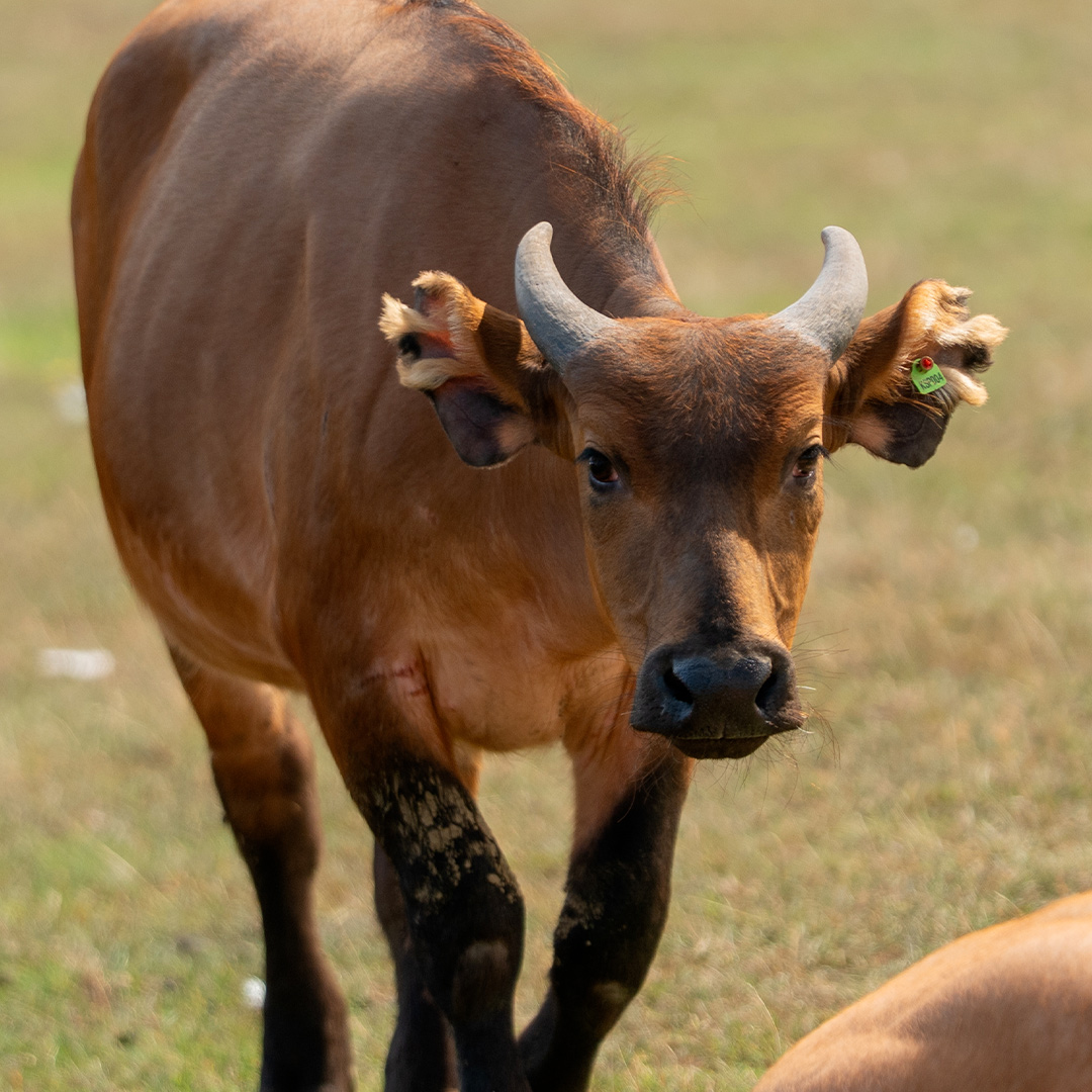 December the buffalo