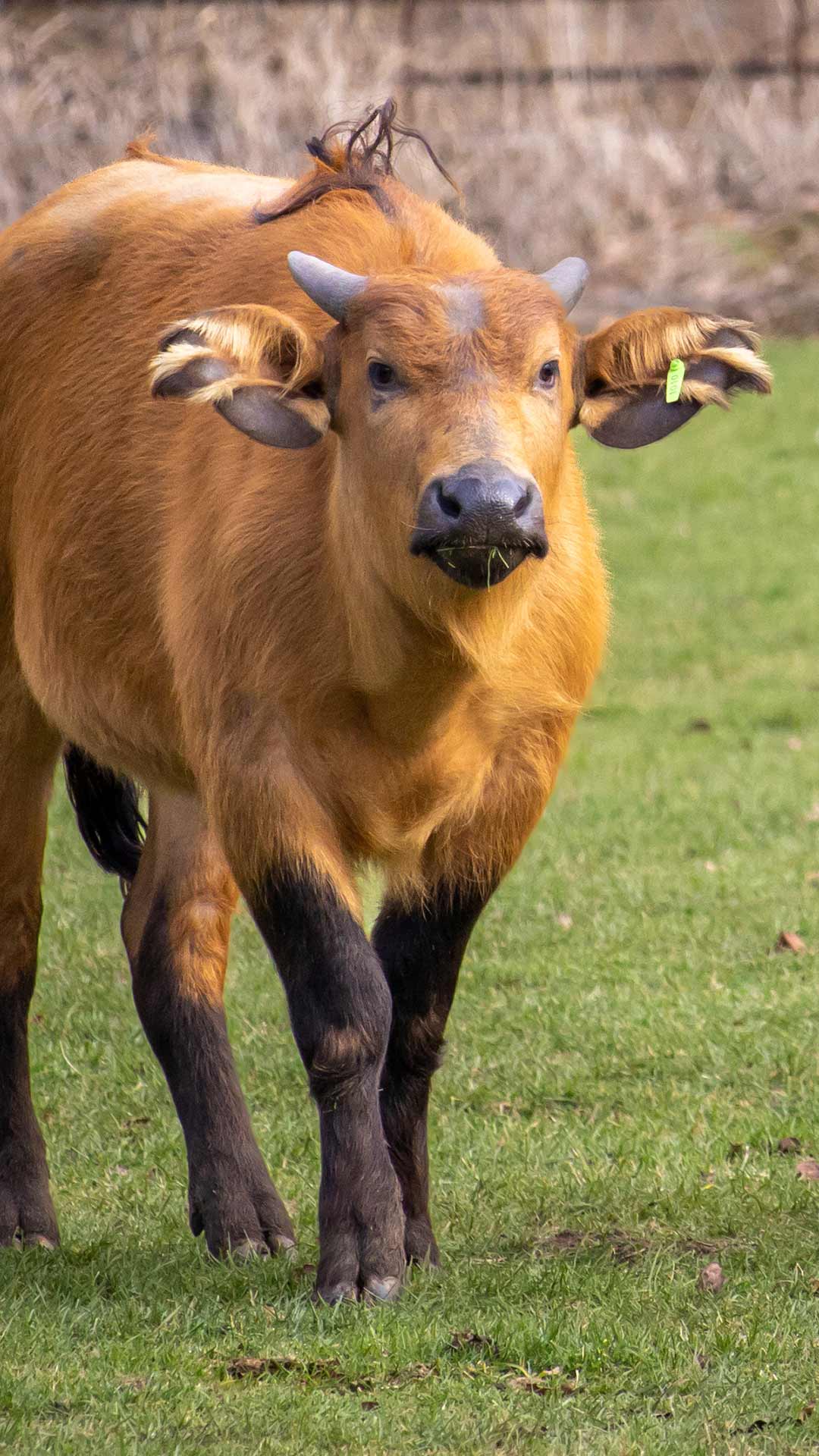 Dwarf Forest Buffalo | Woburn Safari Park