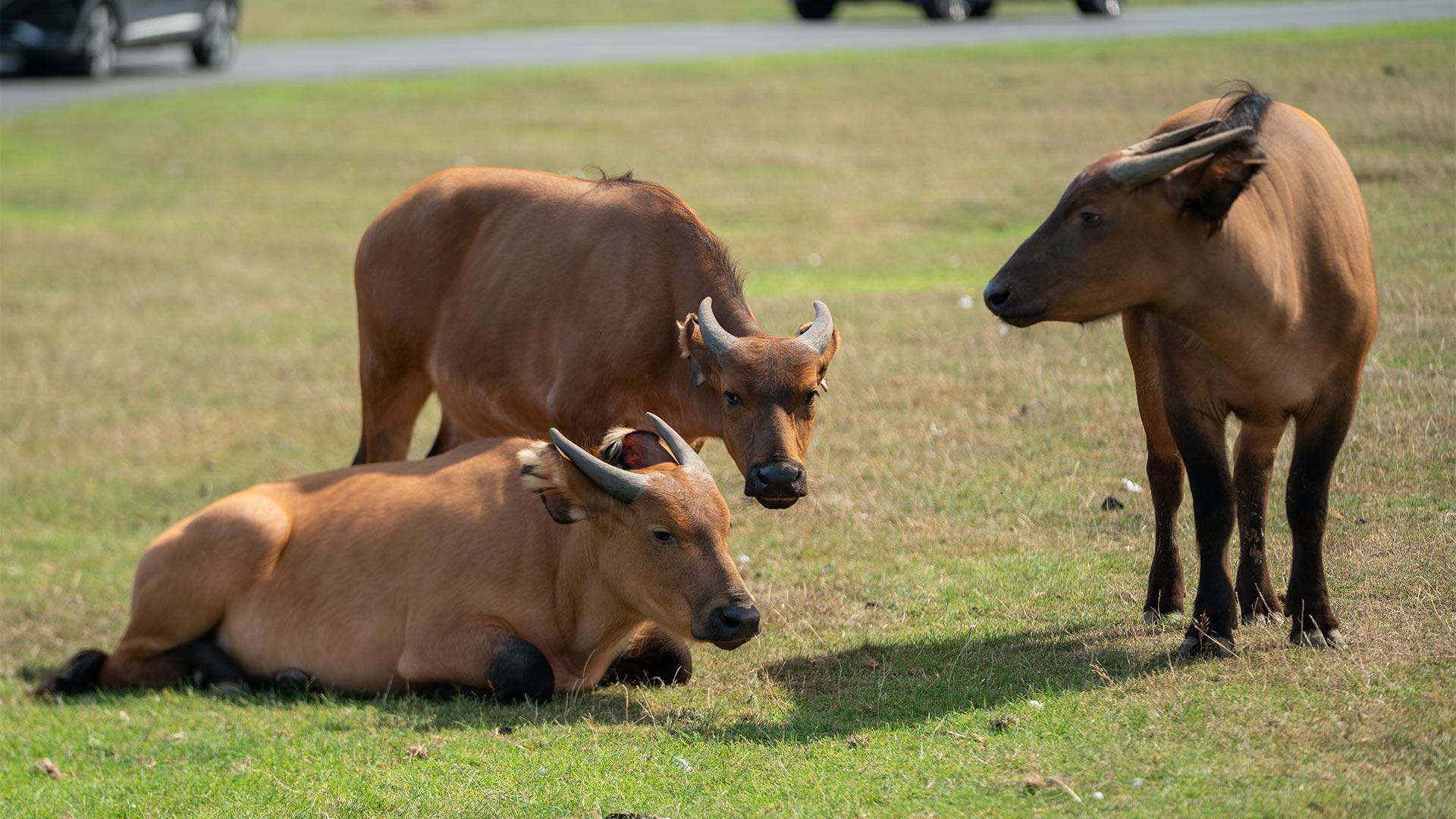 Three new Dwarf Forest Buffalo at Woburn Safari Park