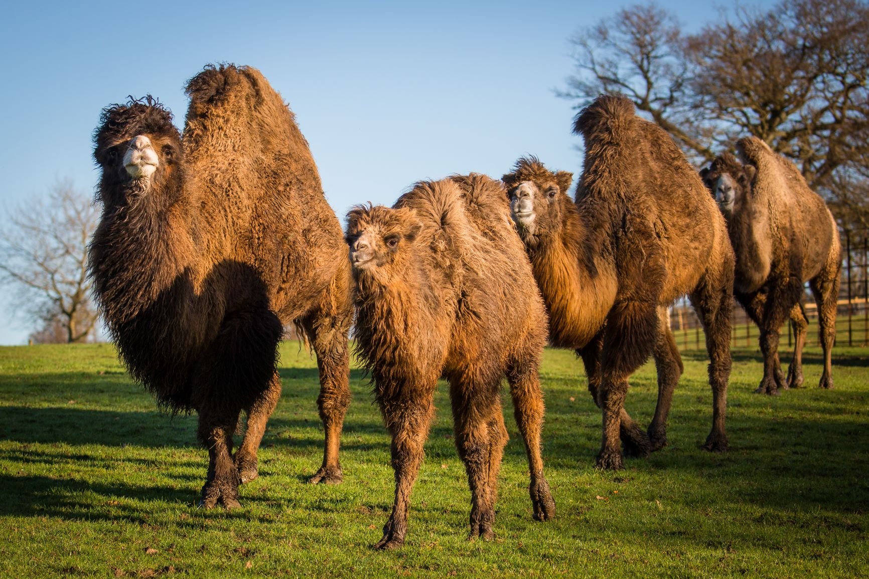 Bactrian Camel | Woburn Safari Park