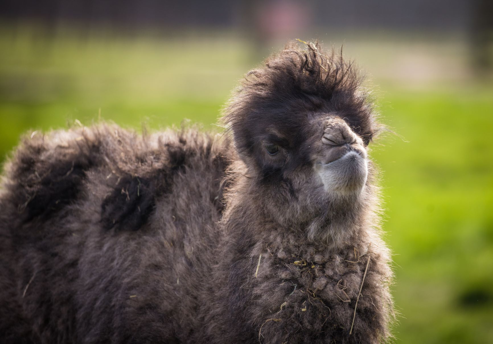 Close up of Walter the Bactrian camel calf at Woburn Safari Park.jpg