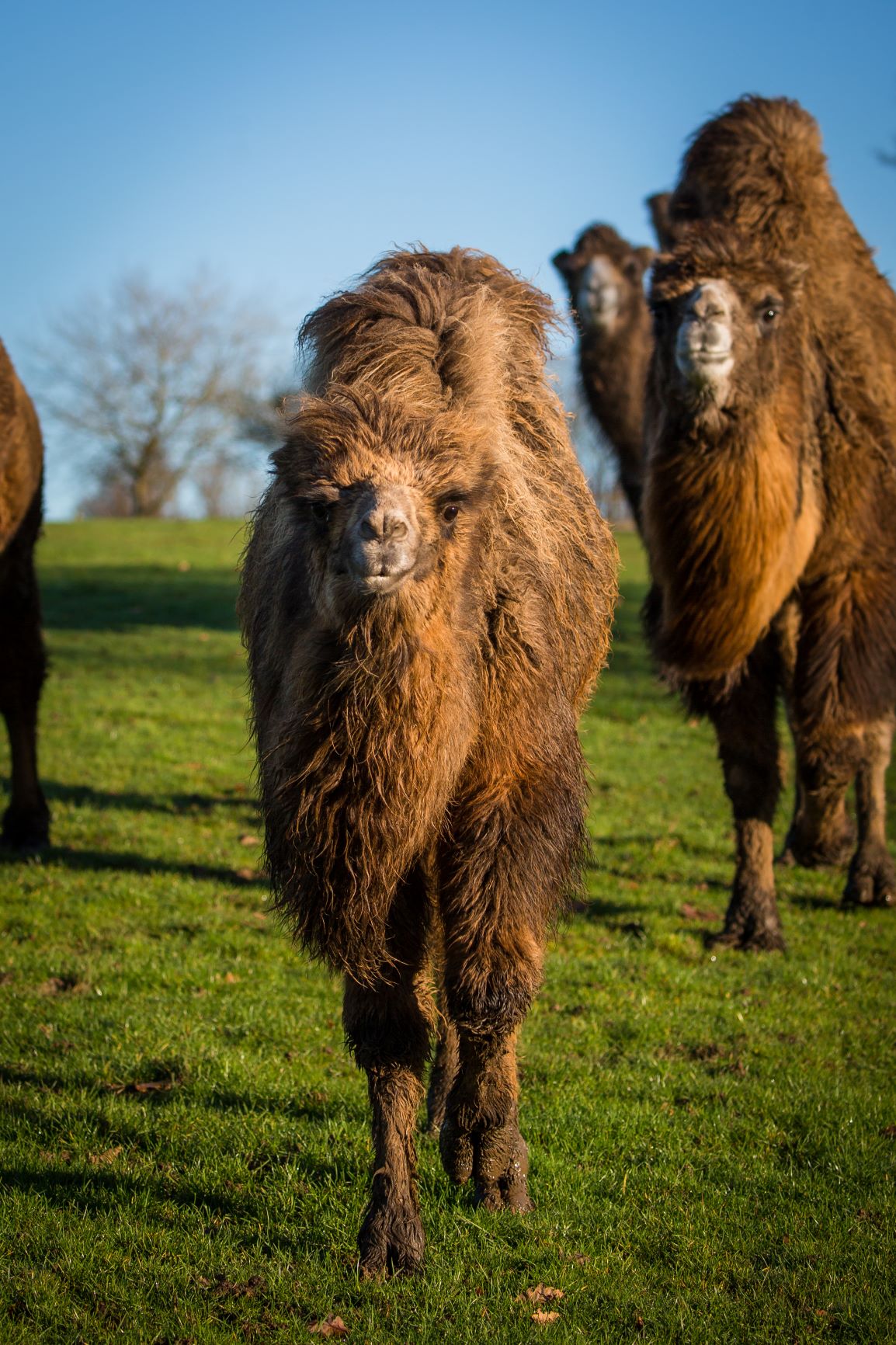 Bactrian Camel | Woburn Safari Park