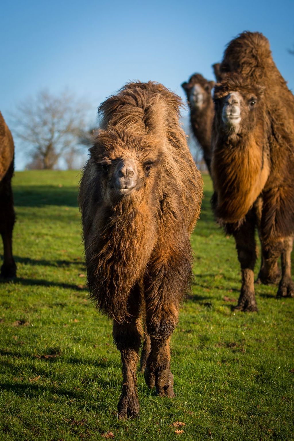 Image of ump the baby bactrian camel at woburn safari park