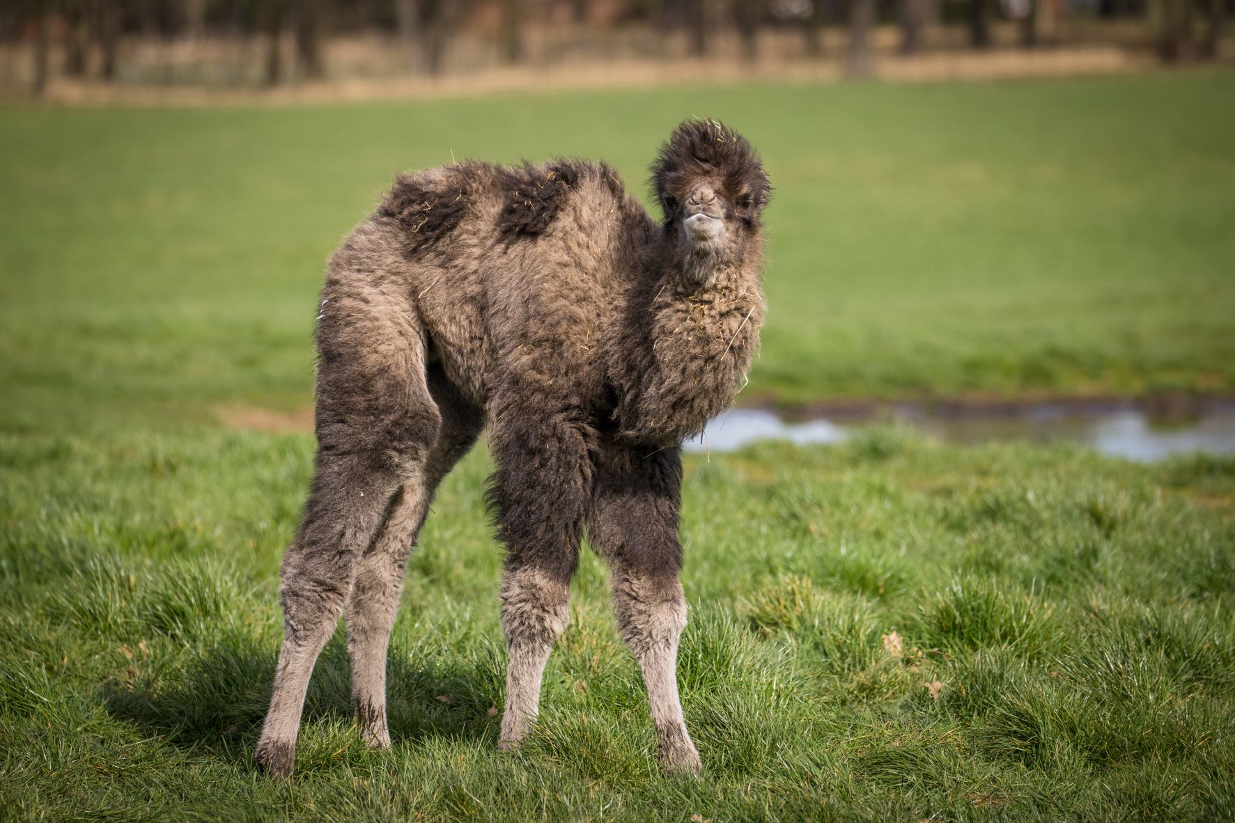 Miley The Baby Bactrian Camel ZooBorns | atelier-yuwa.ciao.jp