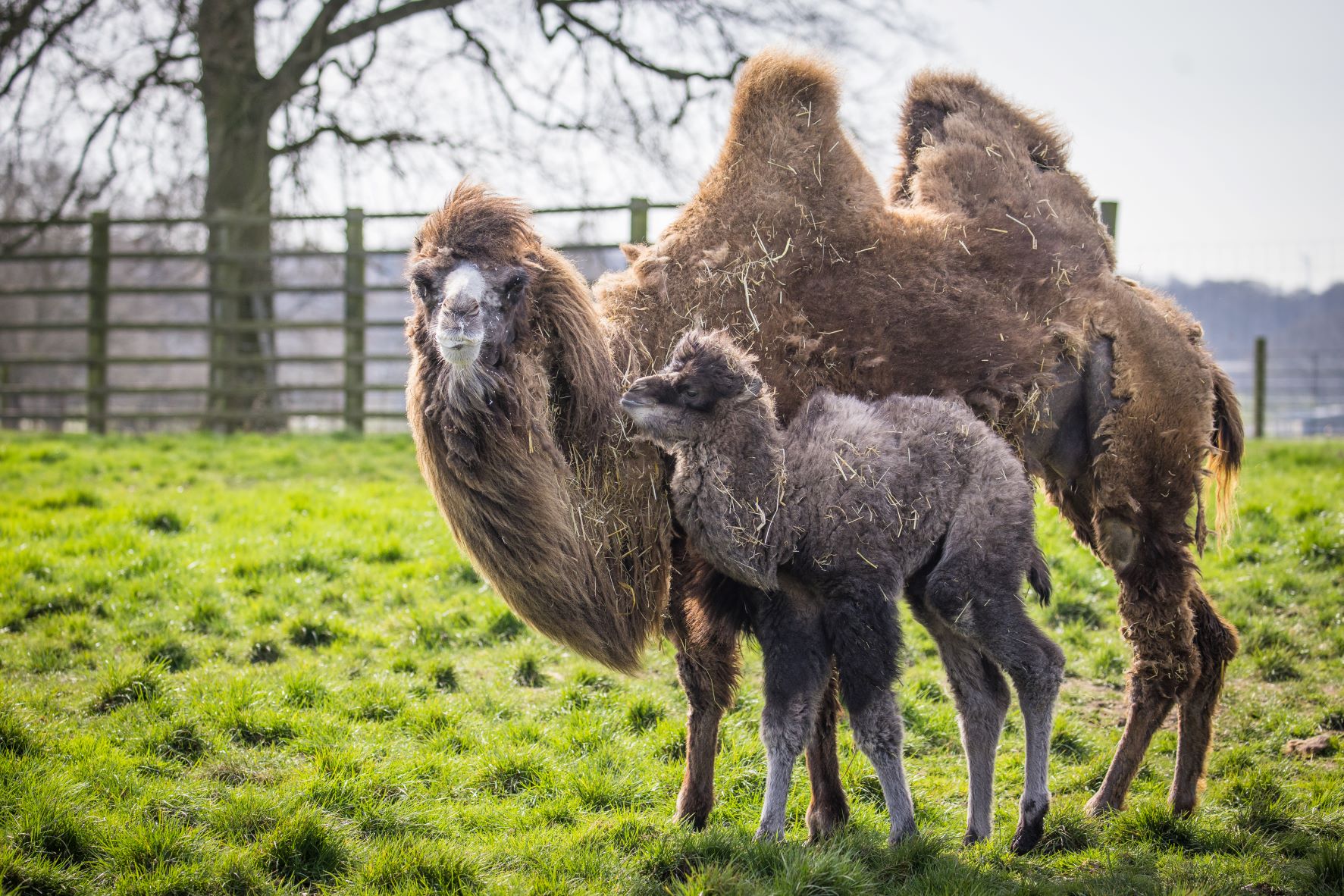 Walter the camel with mum Rita at Woburn Safari Park.jpg