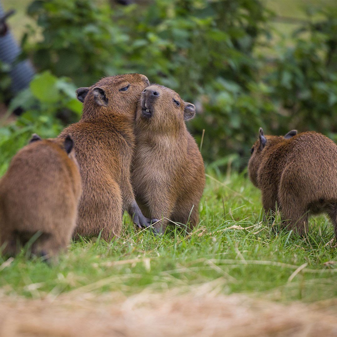 Image of capybara babies  sep 24  wsp 97 cropped for web 1080x1080