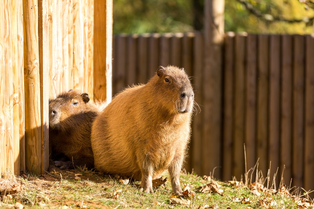 Image of page 2 capybara caves