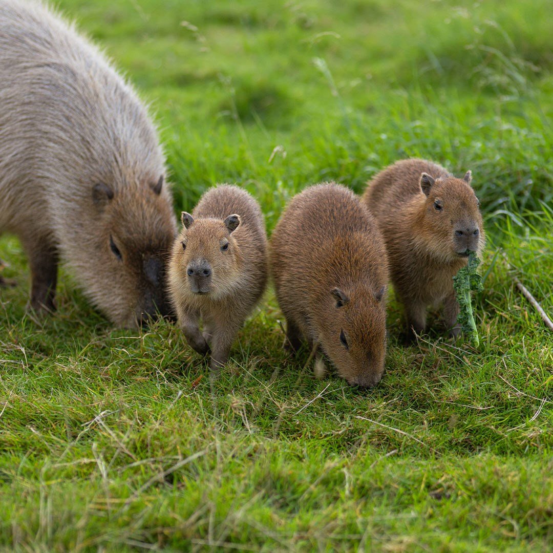 Image of three capy pups and dad web 1080x1080