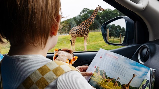 Image of dan d iris giraffe pic car interior web landscape 1920x1080