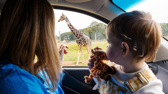 Image of dan d iris giraffe pic rain car interior web landscape 1920x1080