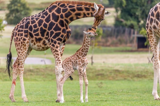 Mother giraffe greets small giraffe calf in grassy reserve 