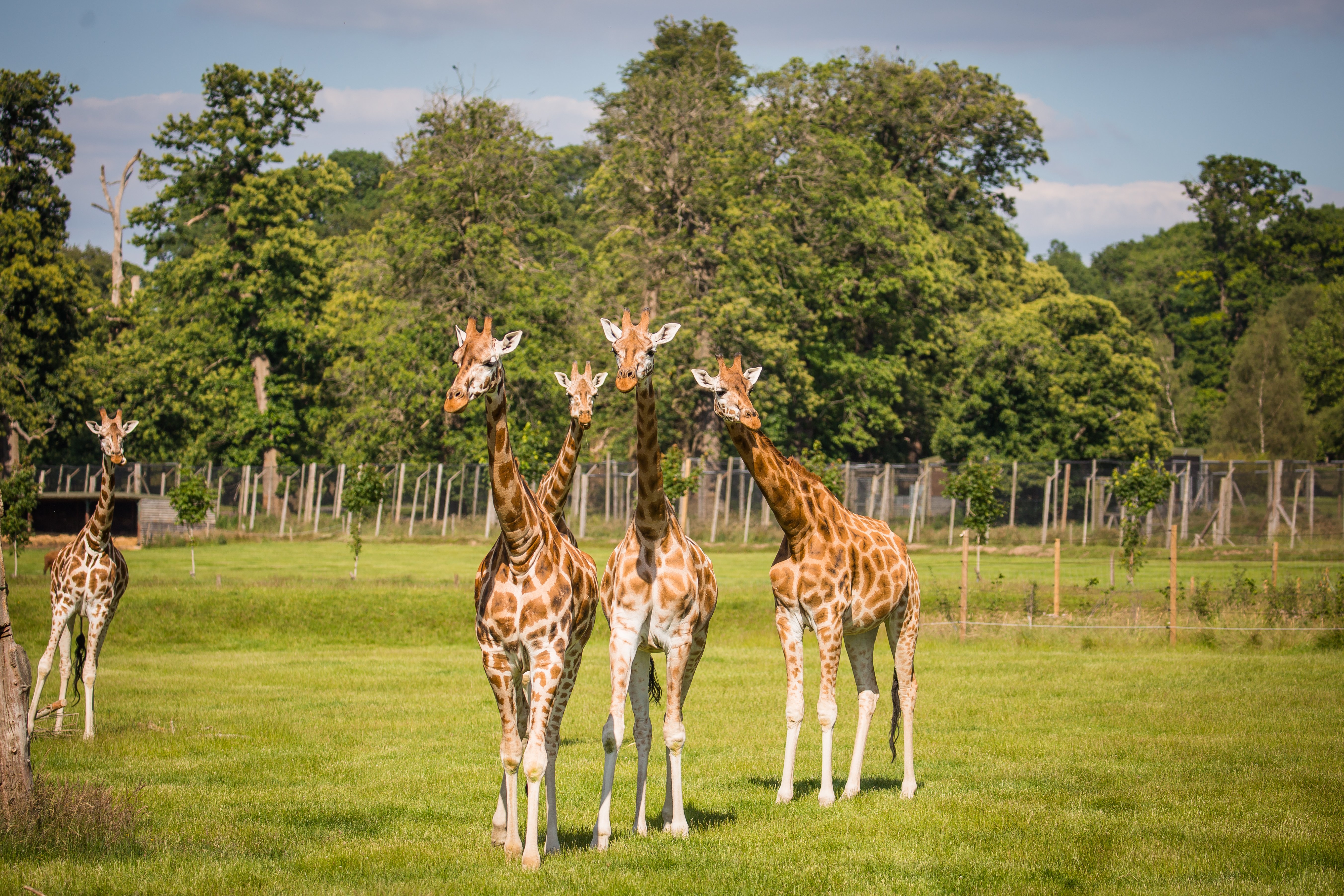 Drive-Through Safari Experience | Woburn Safari Park