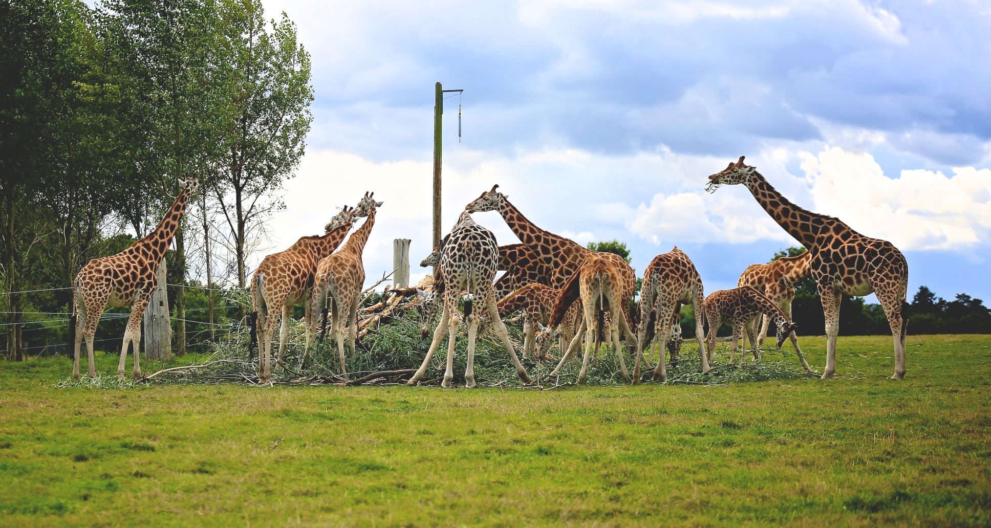 Rothschild's Giraffe | Woburn Safari Park