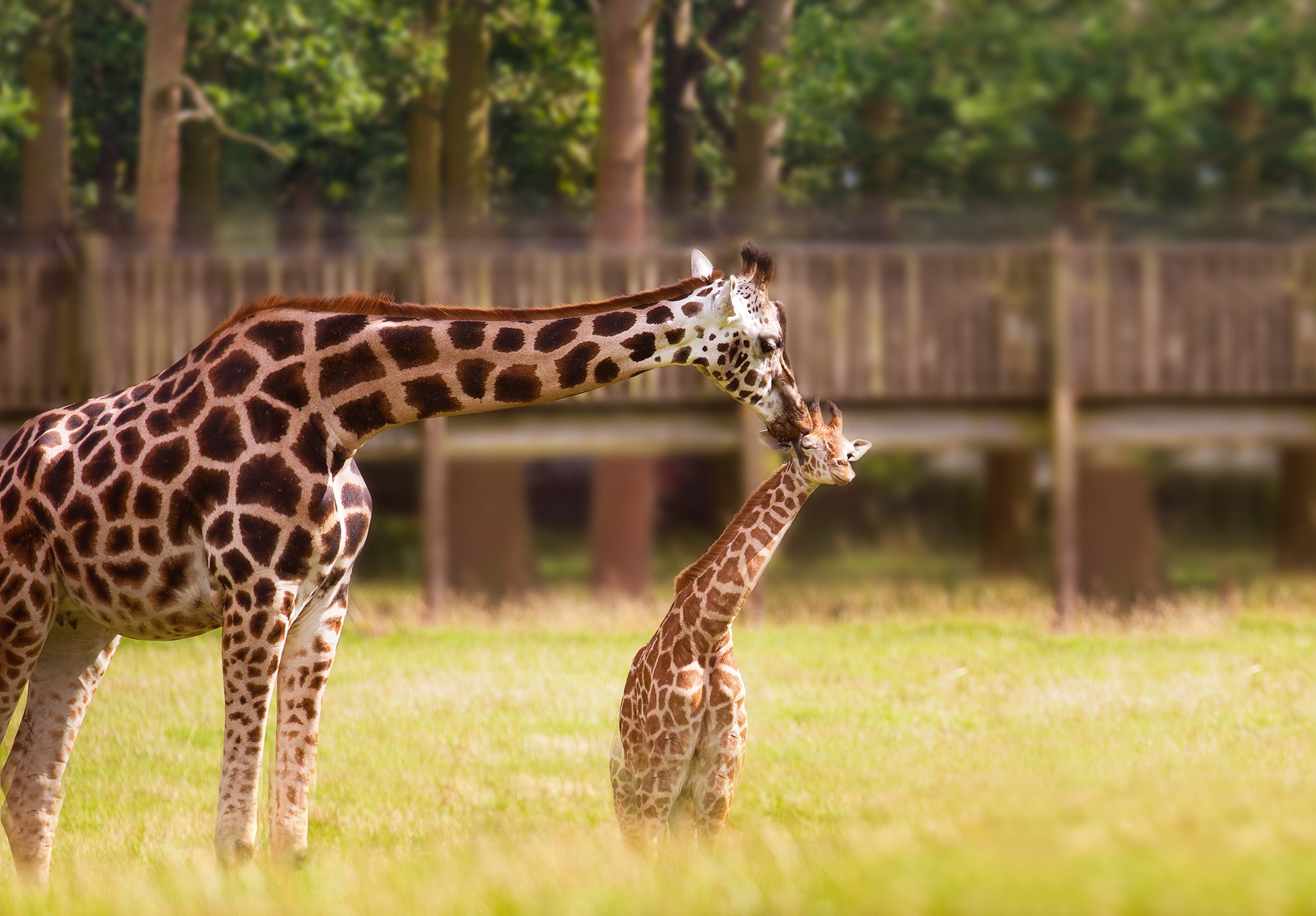 Endangered Species At Woburn Safari Park | Woburn Safari Park