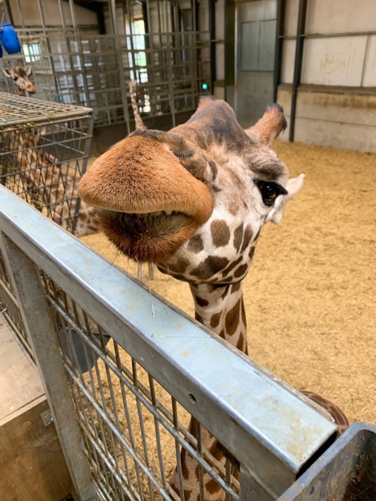 Image of giraffe close up in house