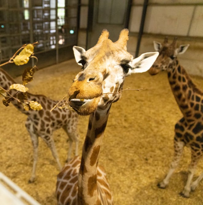 Image of wsp giraffe close up in house2