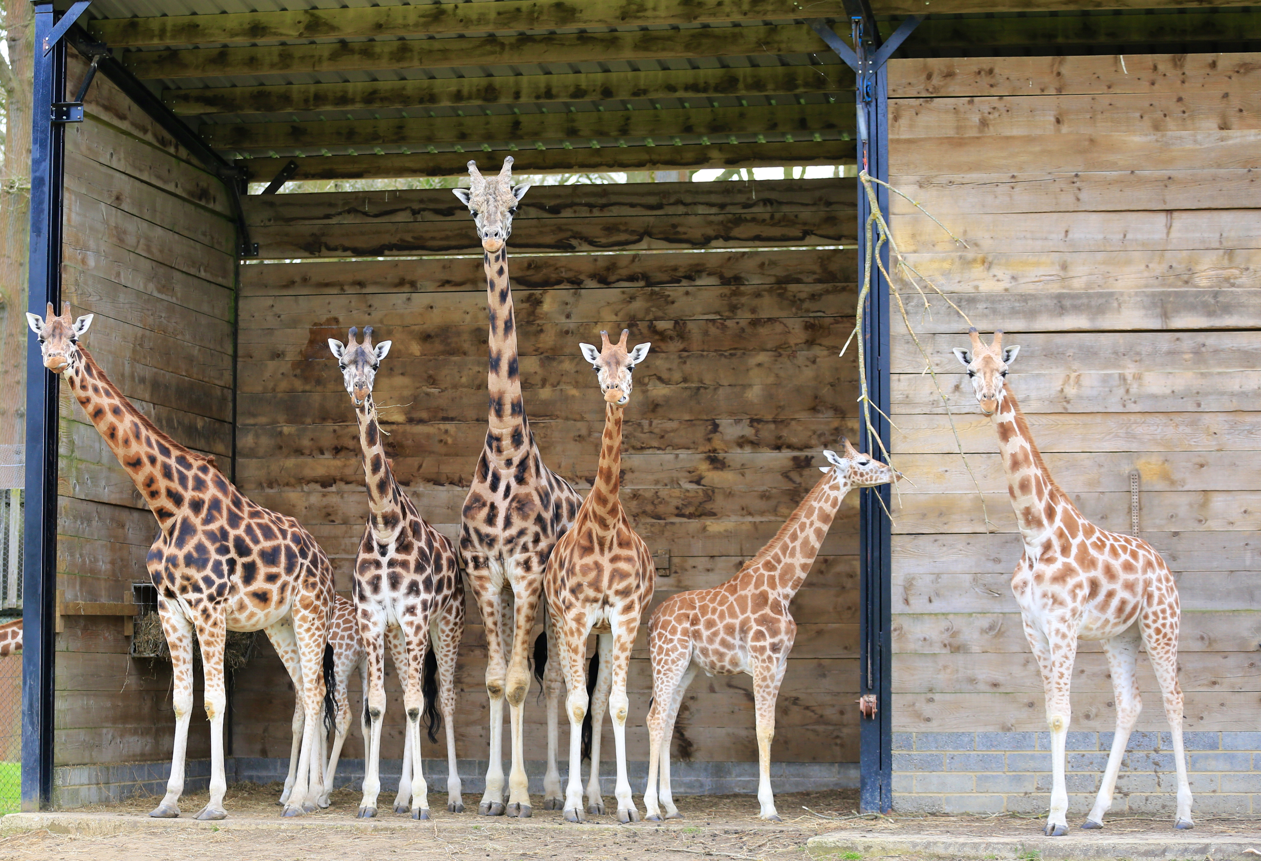 Giraffe Conservation Foundation | Woburn Safari Park