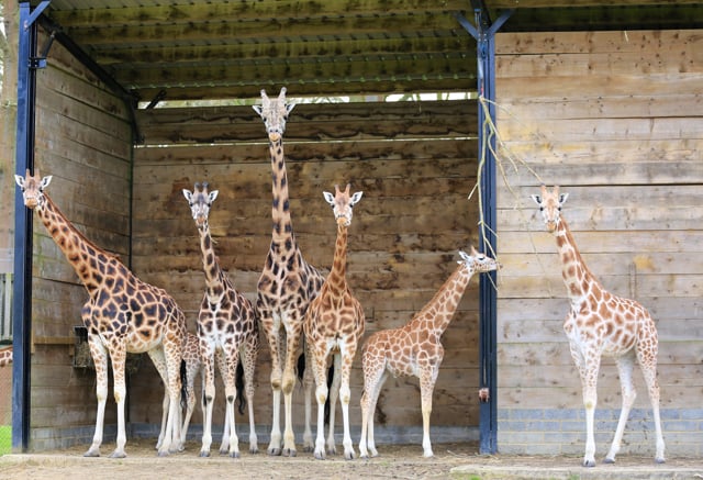 Giraffe herd gathers in wooden shelter 