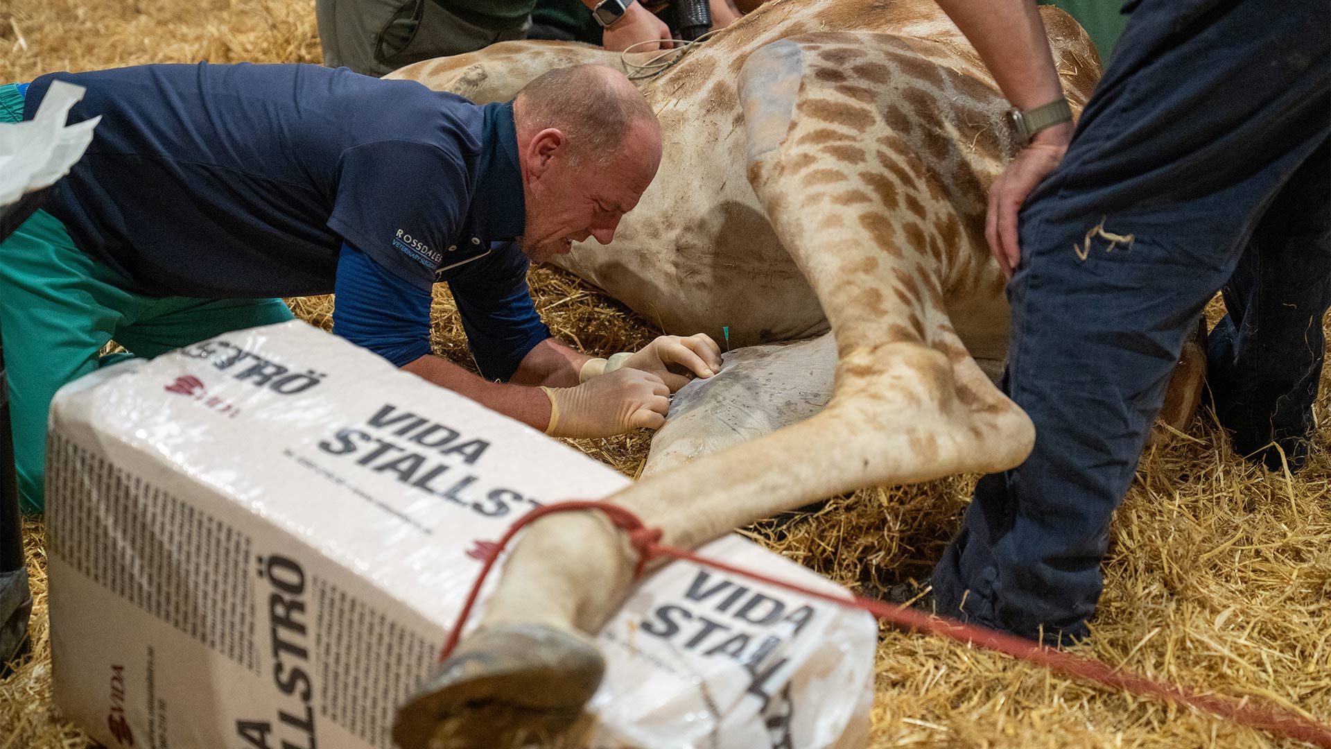 Surgery on Sahara giraffe knee
