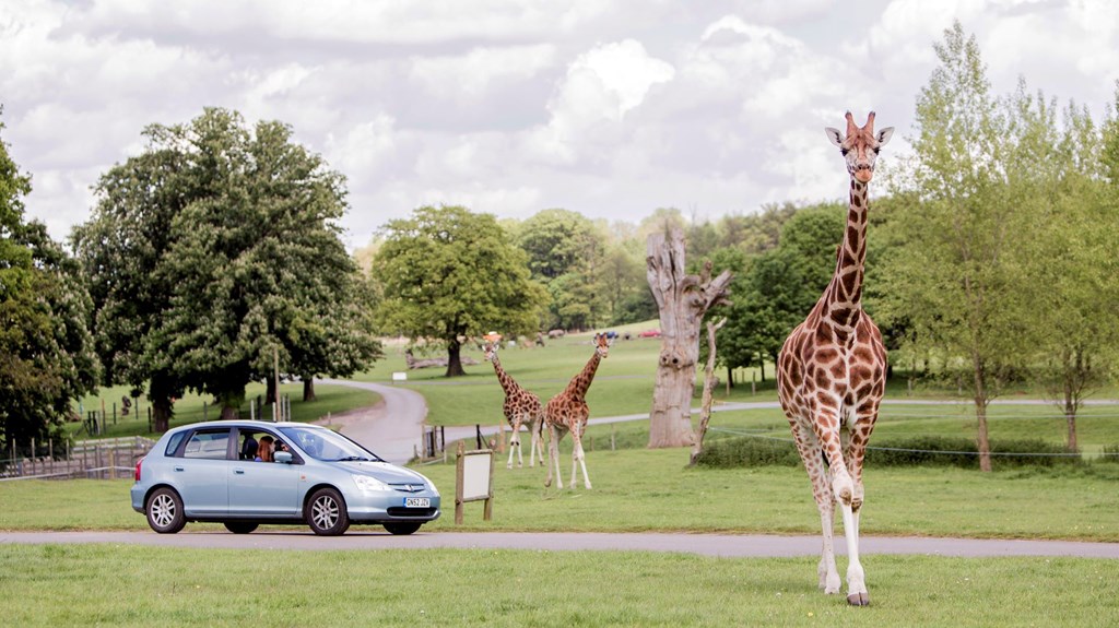 safari park disabled tickets