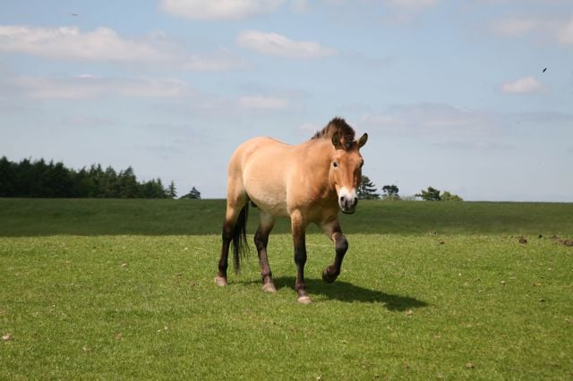 Przewalski horse walks through expansive grassy reserve