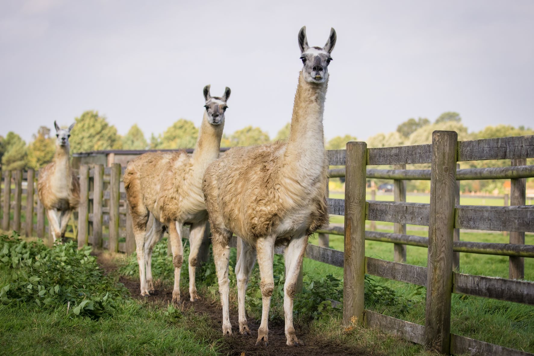 Three new llamas at Woburn Safari Park.jpg