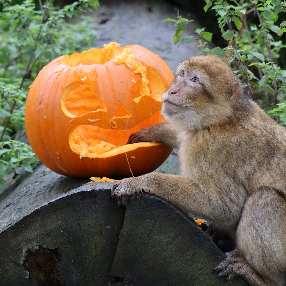 Image of barb monkey with pumpkin cropped for web 1080x1080