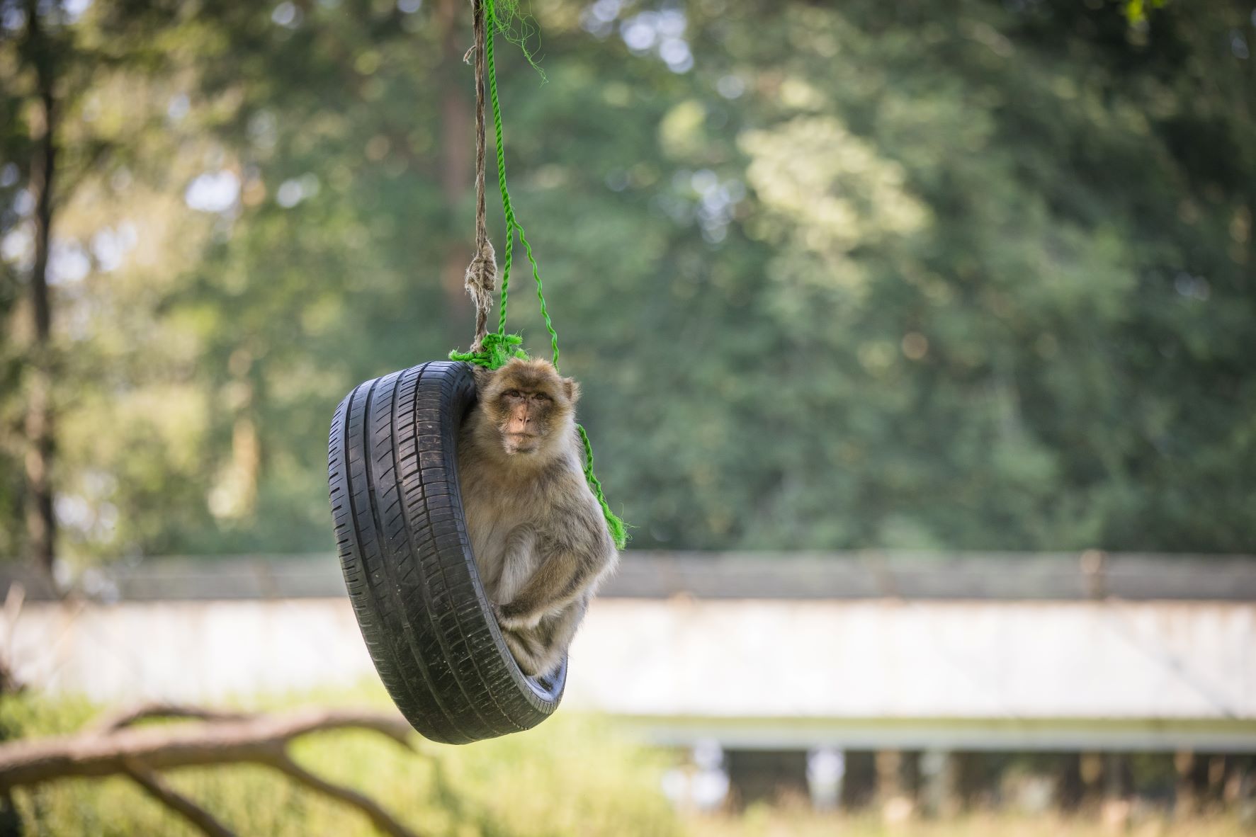Barbary macaque monkey plays with tyre enrichment.jpg