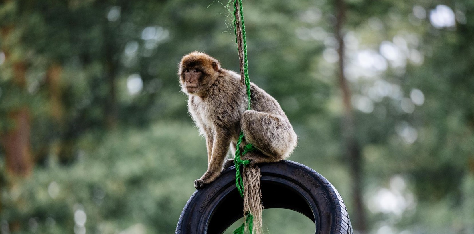 woburn safari park monkey