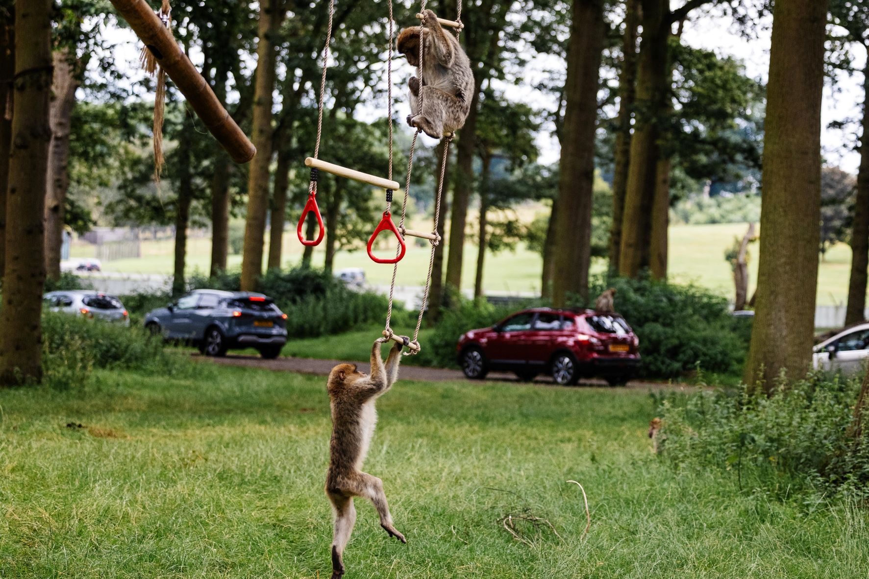 Barbary macaque pair play on enrichment swings.jpg