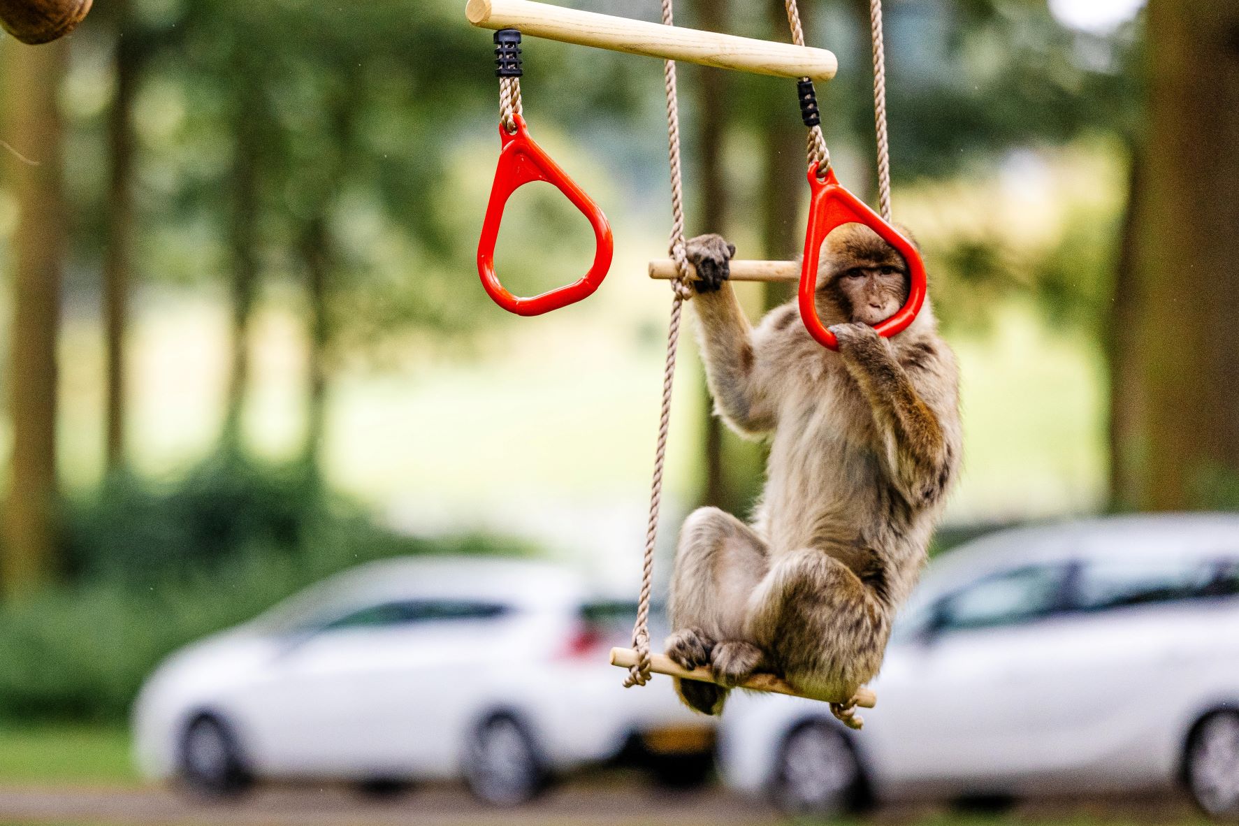 Barbary macaque swings on enrichment item.jpg