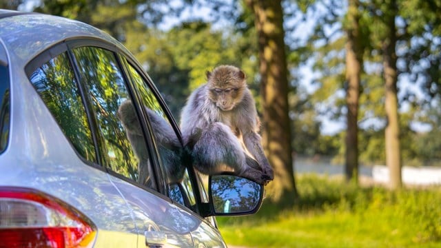Image of barbary macaque road safari 16 9 1 8 webres