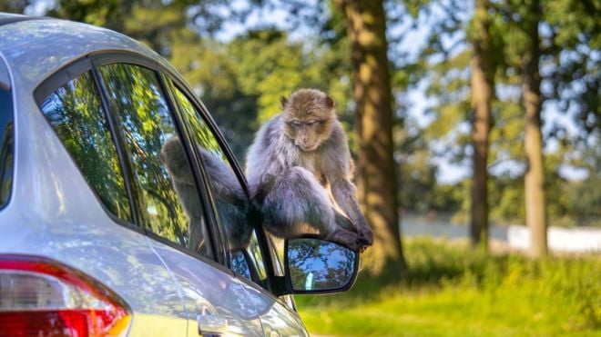 Image of barbary macaque road safari 16 9 1 8 webres