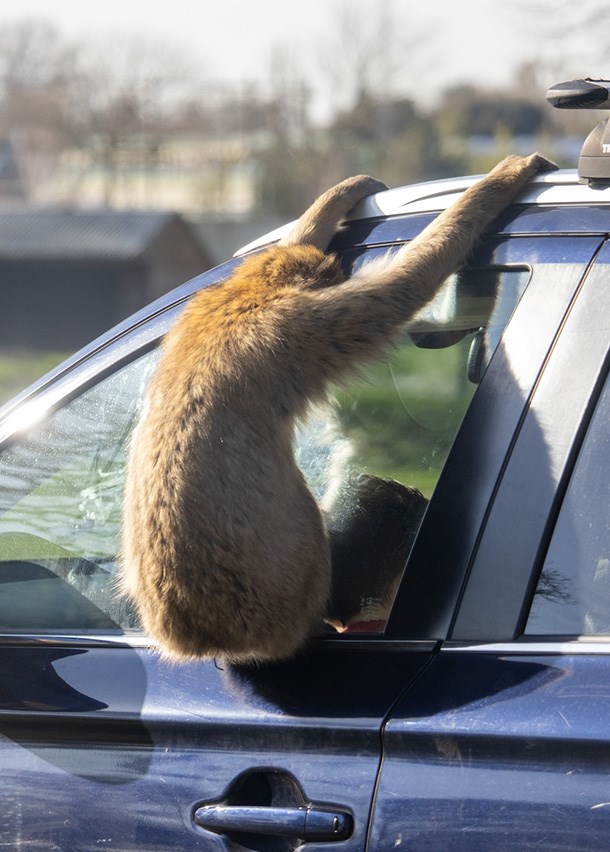 Image of monkey looking into car mob 610x852