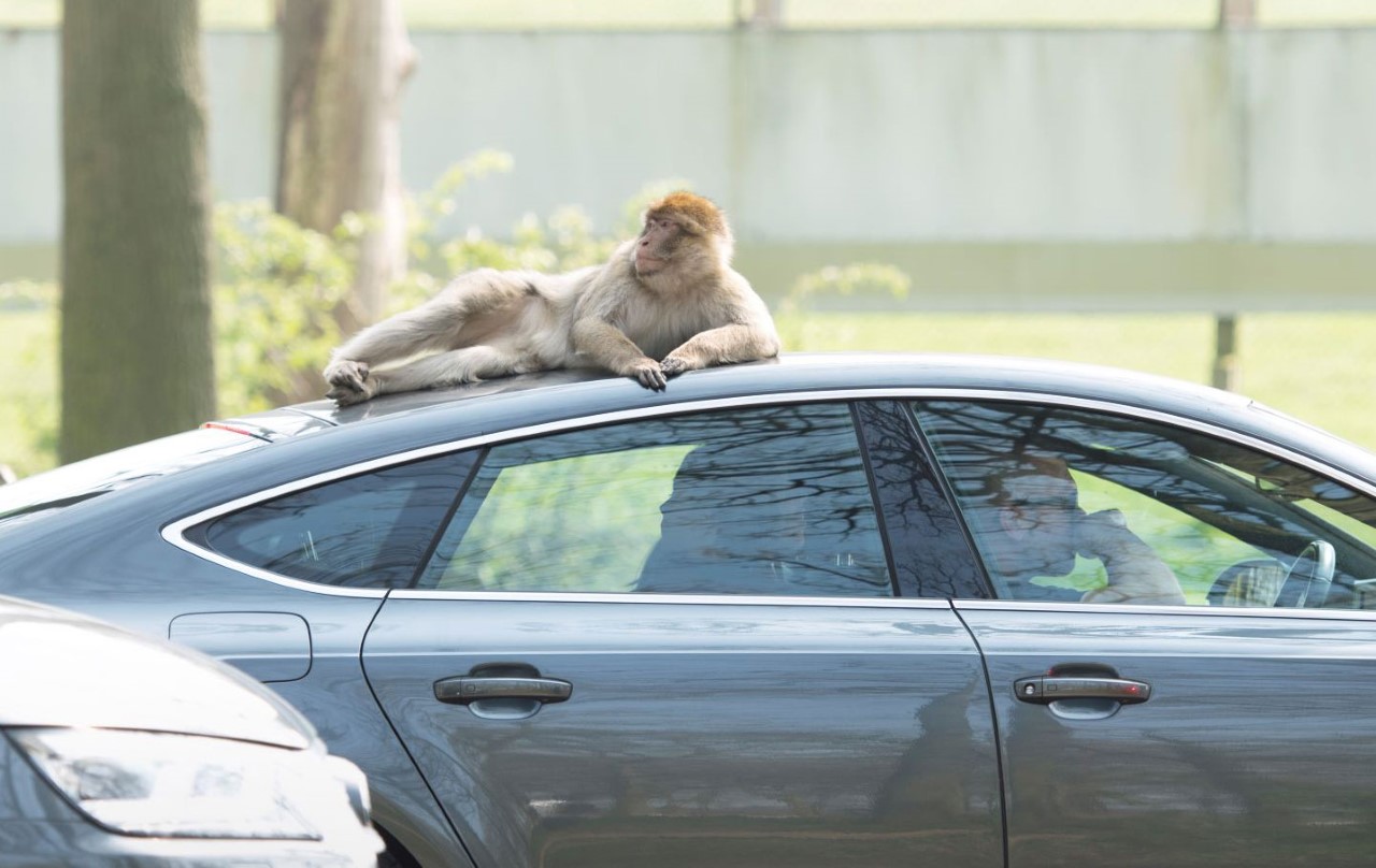 Monkey-on-top-of-car.jpg