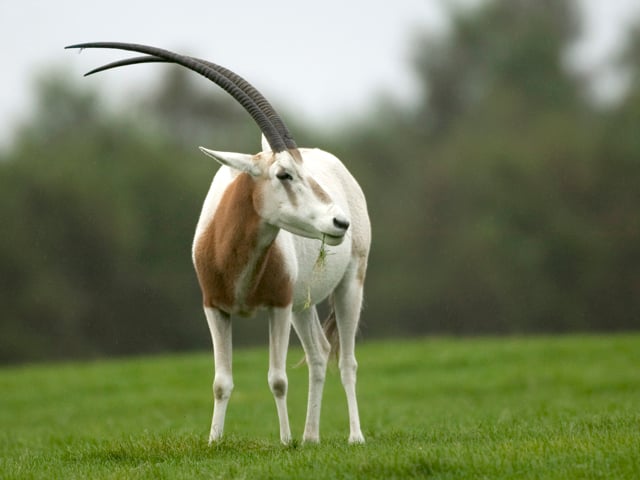 Oryx stands in expansive grassy reserve 