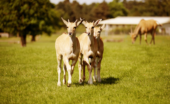 Three Oryx stand together in expansive grassy reserve 